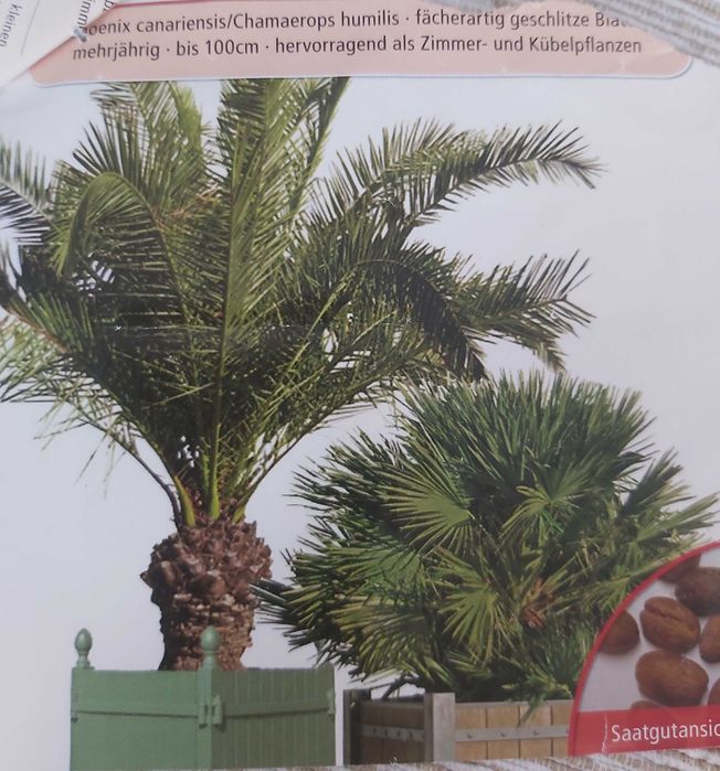 Palmier phoenix canariensis