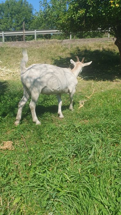 Animale de casa  disponibile