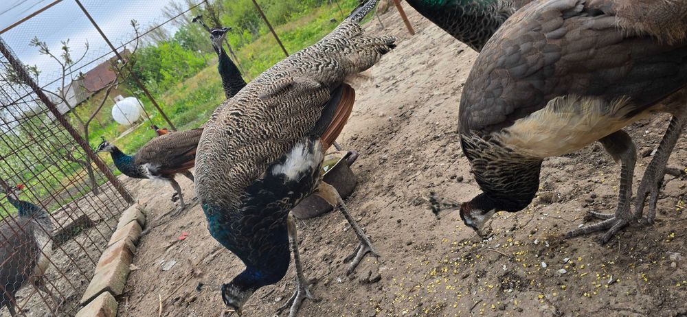 Vand pauni si fazani