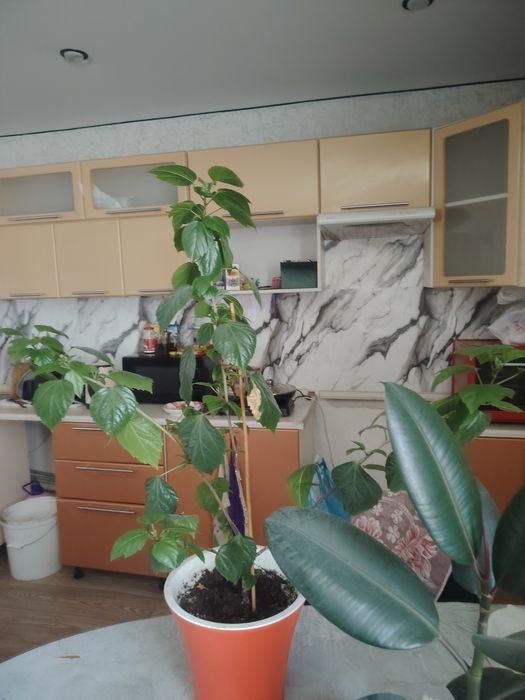 Продам цветы большие