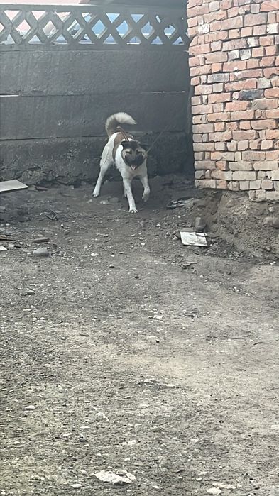 Donez câine metis akita american