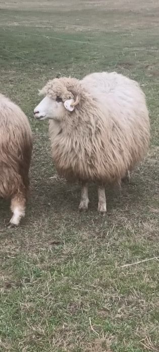 Vând 2 oi tinere