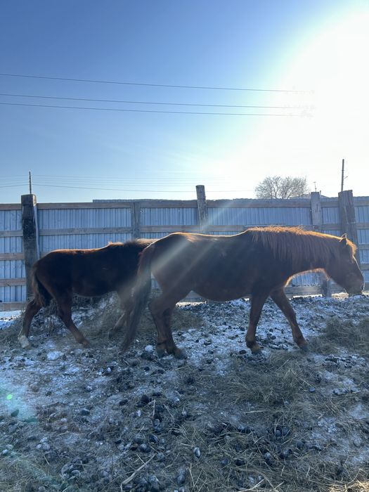 Продам лошадей оптом с жеребятами