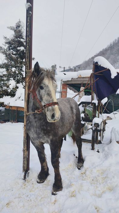 Vând  mânz necastrat