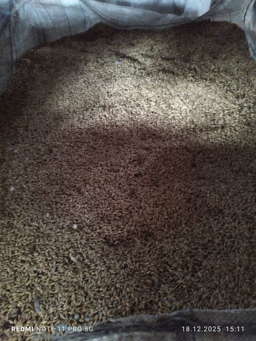 Orz de vanzare recolta 2025