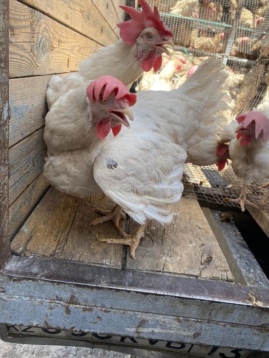 Куры несушки Ломан Уайт