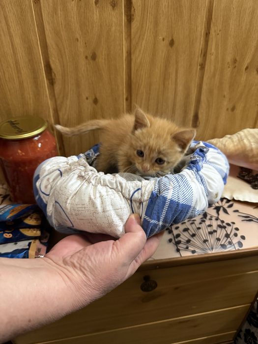 Котенок в добрые руки мальчик примерно 2 мес
