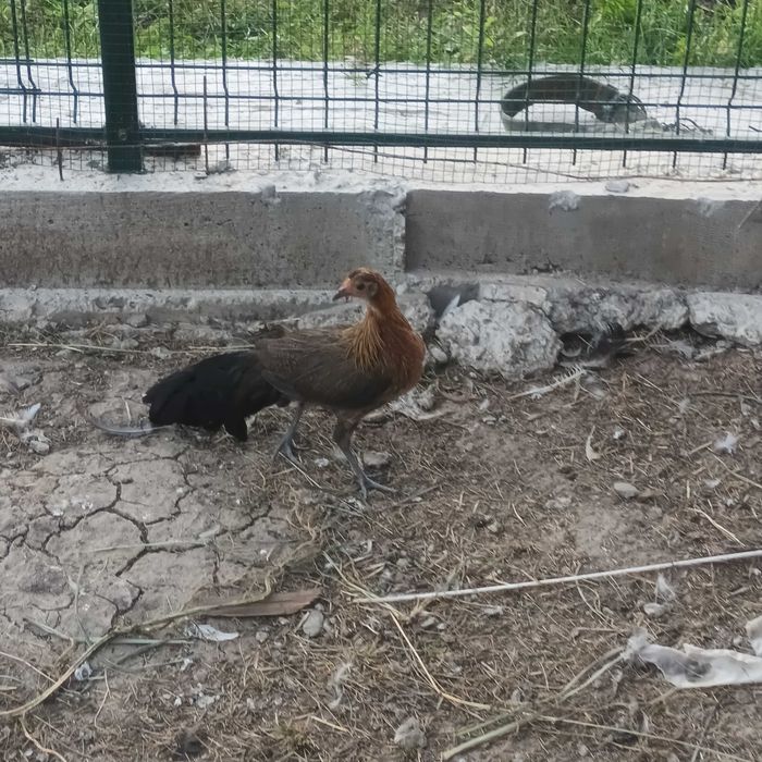 Gaini phoenix 2026