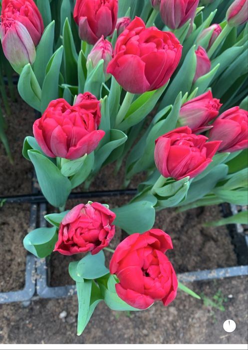 Тюльпаны только  оптом