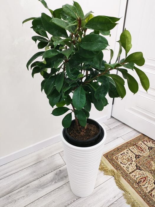 Комнатные растения, доставка.