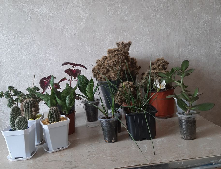 Комнатные цветочки