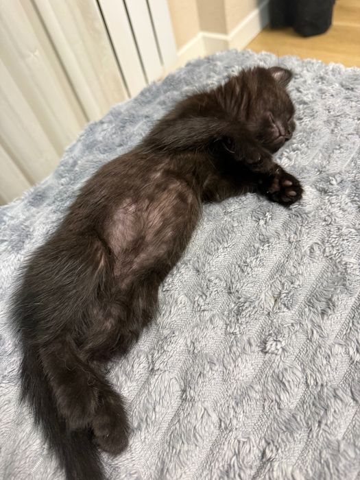 Котенок в добрые руки