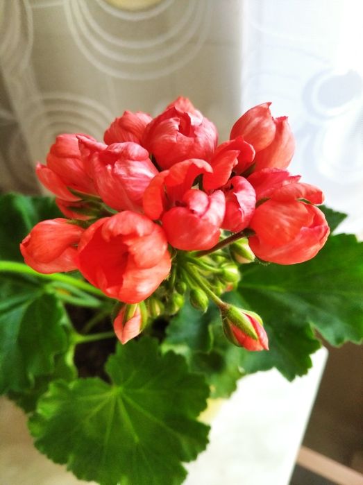 Тюльпановидная пеларгония.