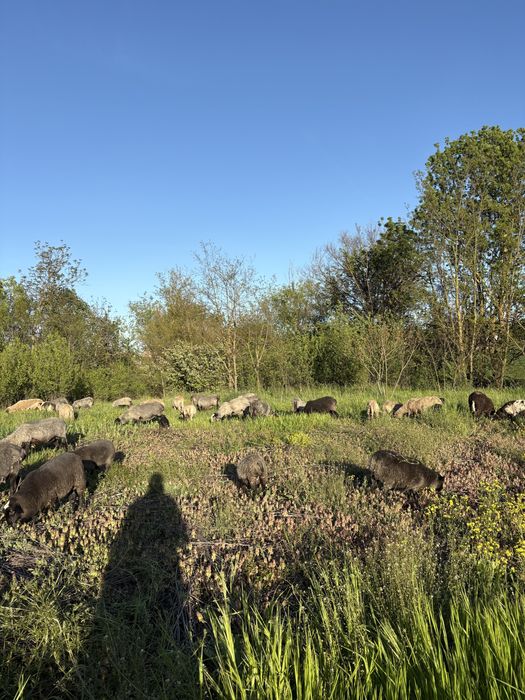 Vând oi romanov cu miei si fara miei