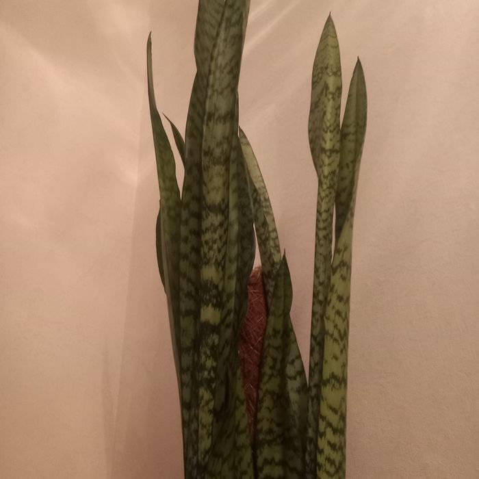 Продам сансевиерия