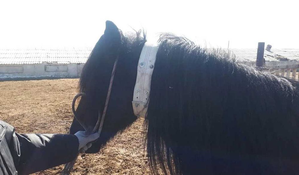 тк905 gps трекер. чип сайуу жылкыга. жпс трекер для животных лошадей. жпс трекер для лошадей. жпс для лошадей.