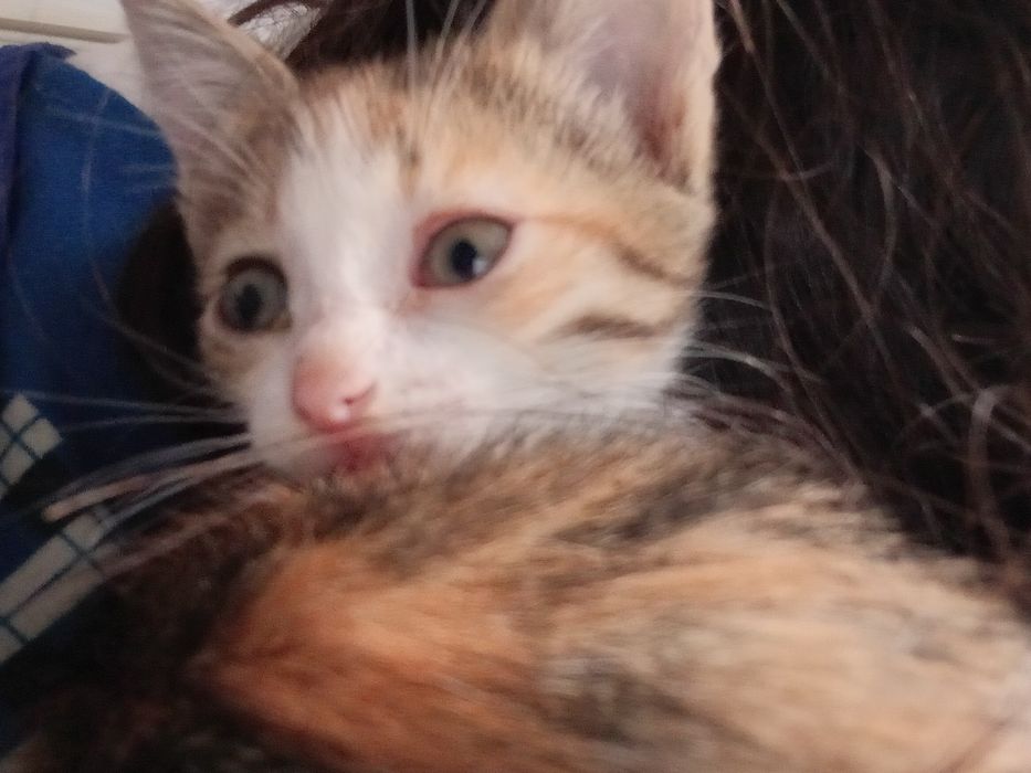 Котята 2 девочки близняшки.