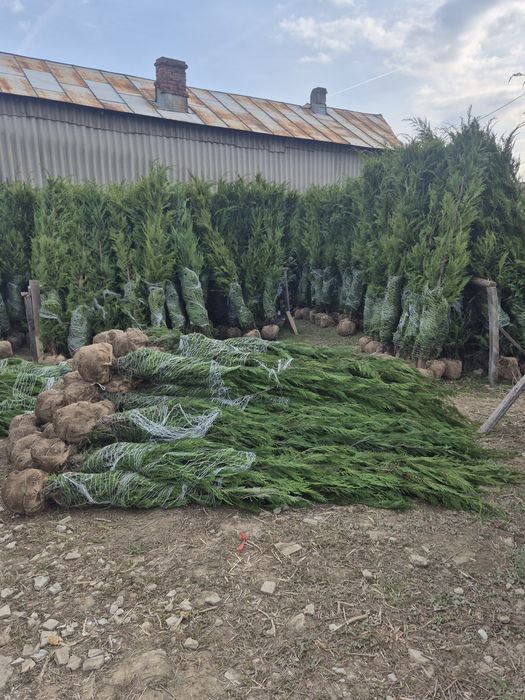 Tuia leylandii ideal pentru gard viu