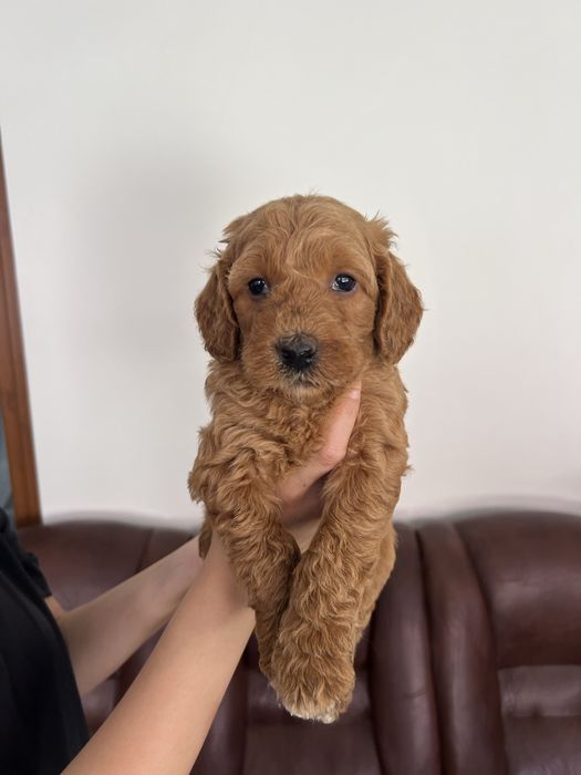 Goldendoodle F1B – pui disponibil pentru rezervare