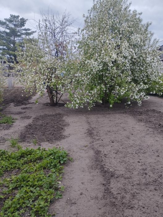 Уборка территории прополка огорода