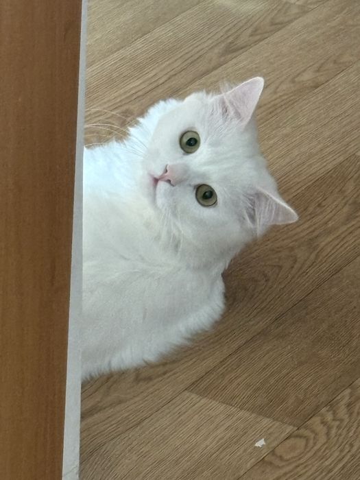 отдам кота в добрые руки, СРОЧНО