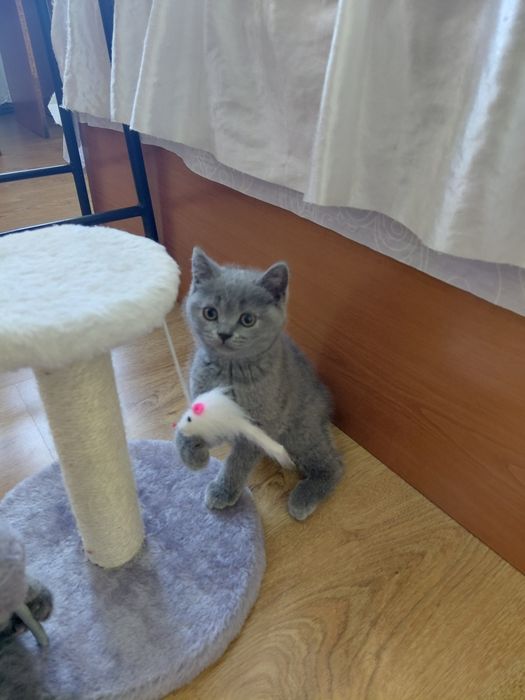 Британски котенца