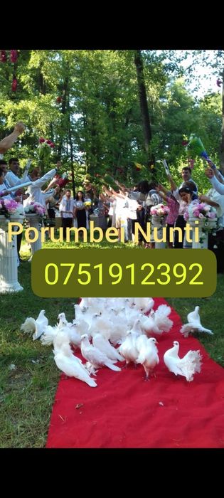 Porumbei pentru evenimente nunti