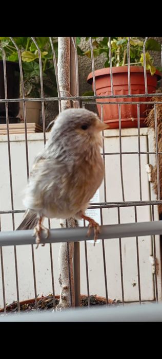 Продам канарче  Джаспе