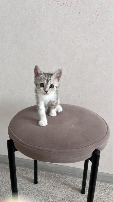 Котенок 2мес. Игравая. Любит вместе спать.