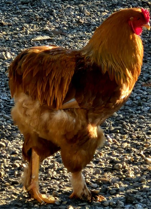 Vindem cocosi  diferite rase