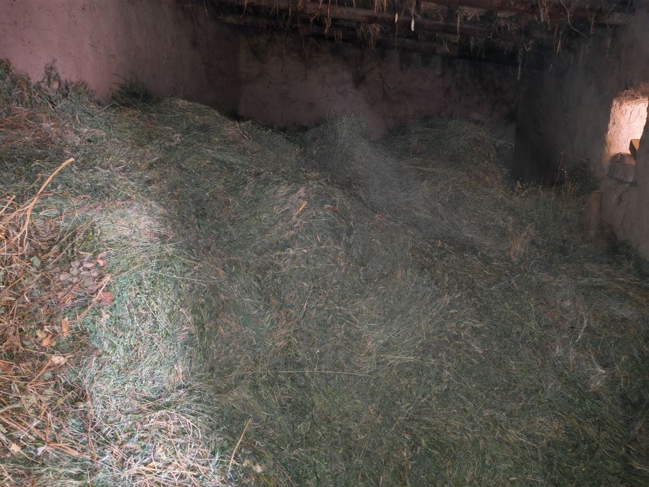 Kelishilgan narxda yemish sotiladi. Beda va sudanka poyalari.