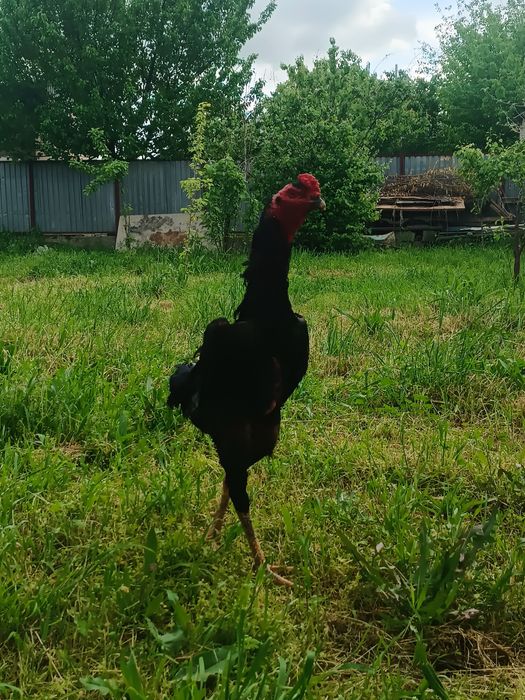 Дакан кораз 1 жасар