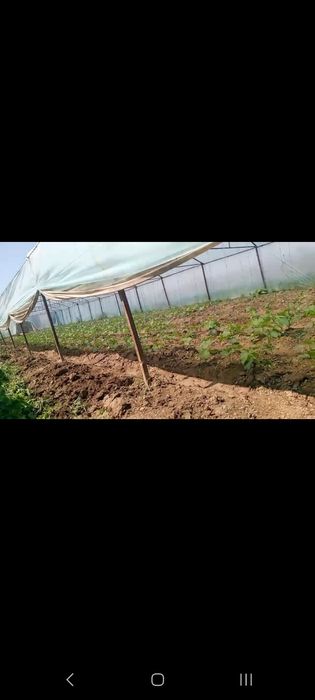 Ишончли помидор ва бодиринг кучатлари