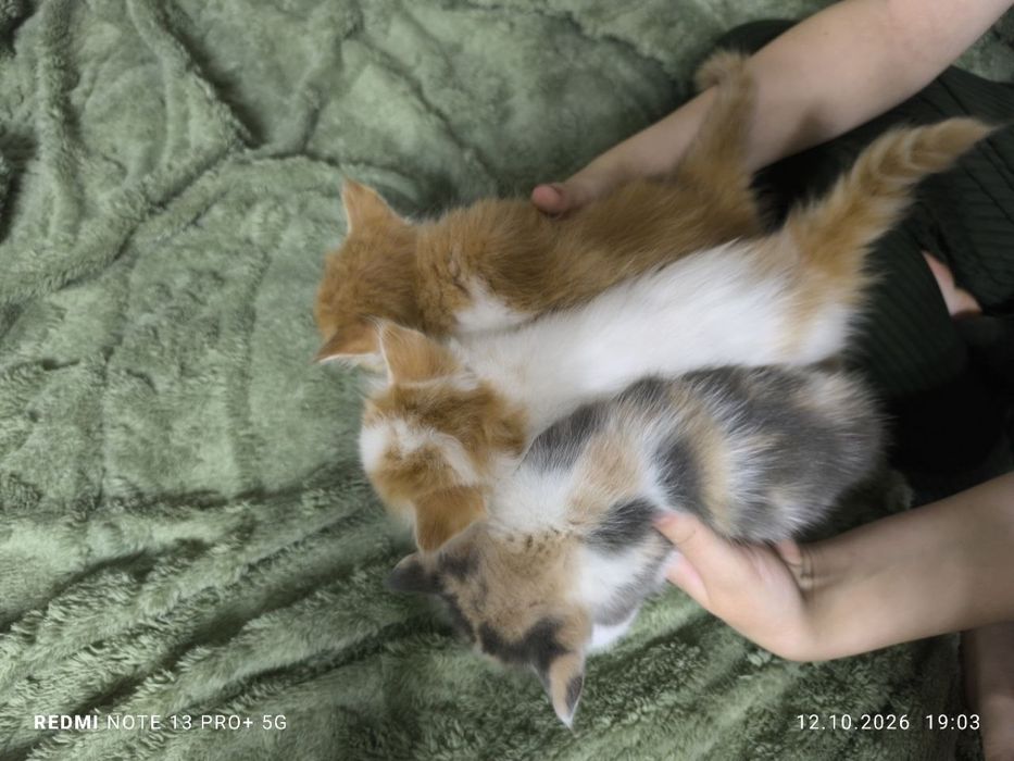 Котята в добрые руки