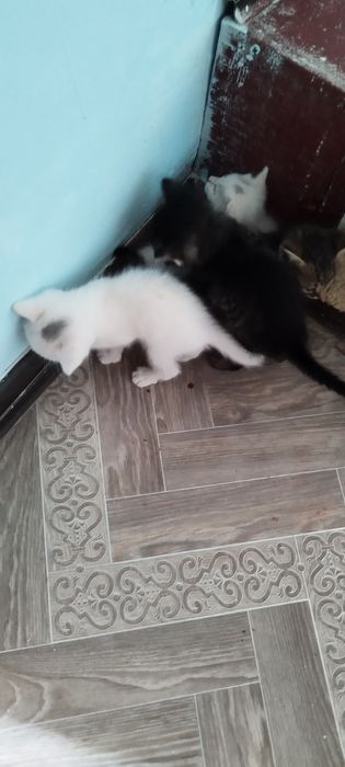 Мысықтар бар жақында туылған