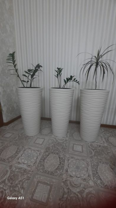 Продам цветы в горшках