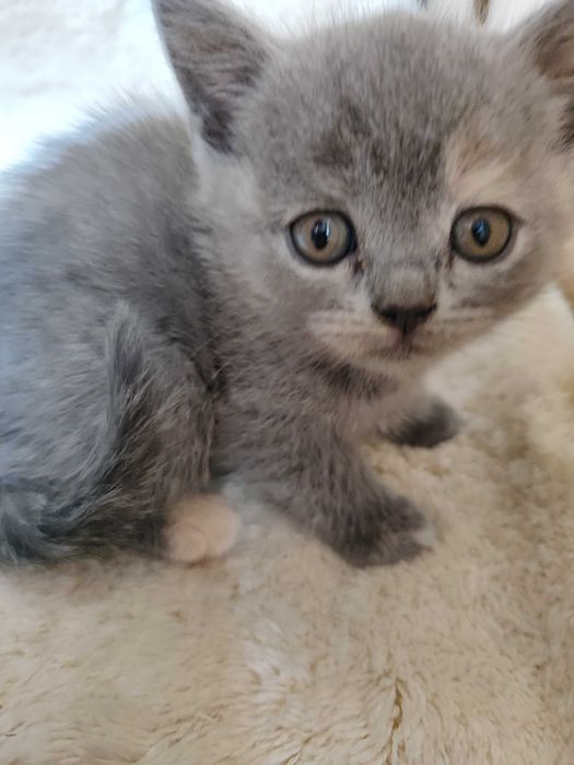 Котенца - късокосмести Британски