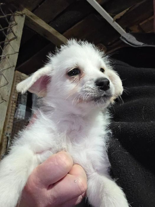 Отдам даром. Мама пудель