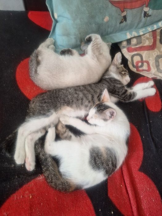 Pui de pisica pentru adoptie
