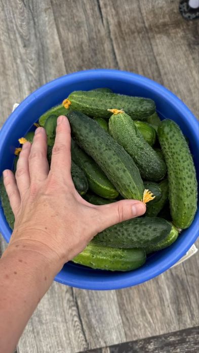 Продам домашние огурчики
