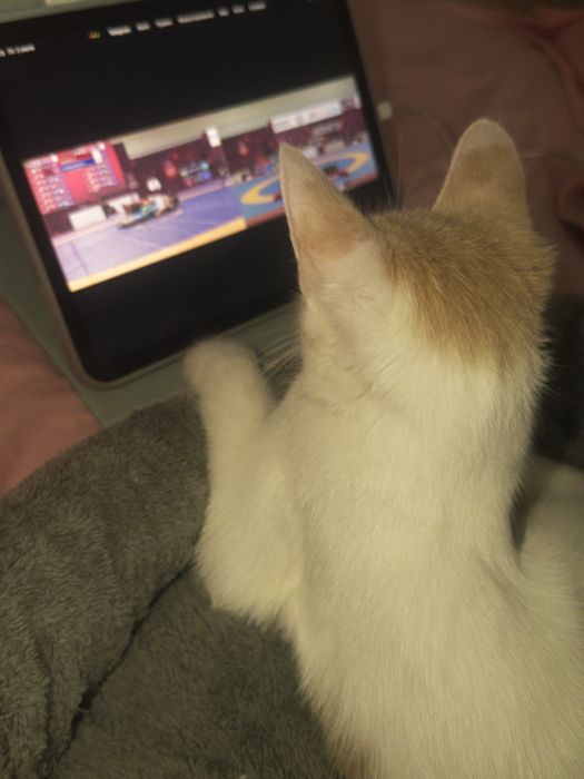 Кошка Котята Шотландка