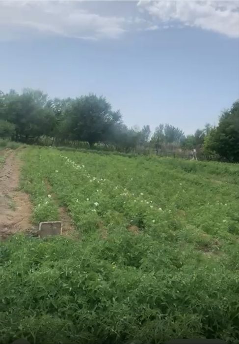 Фазенда сатамынн