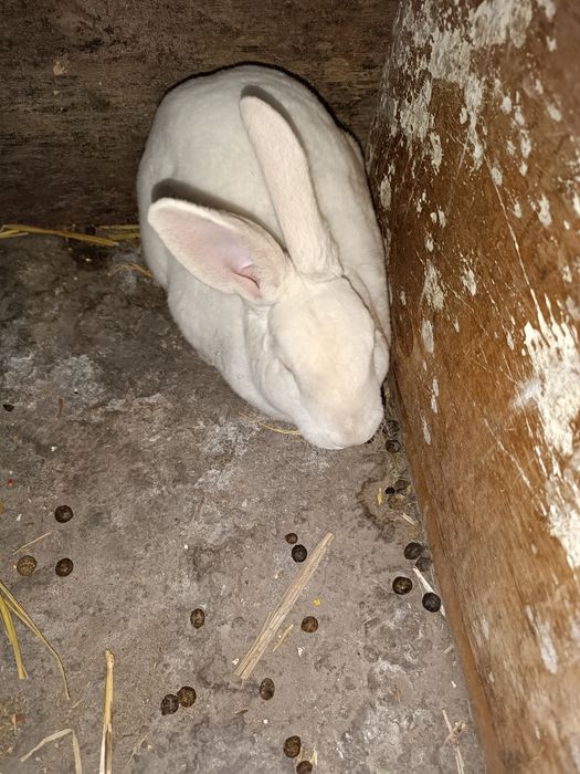 Кролик Белый рекс