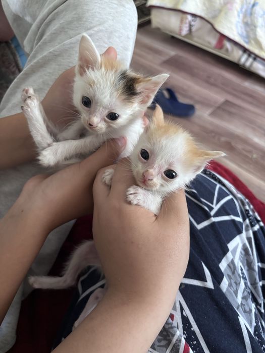 Котята девочки , отдам в добрые ручки