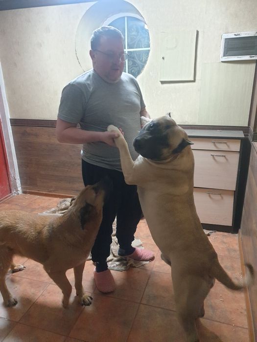 Тайсон  ищет подругу