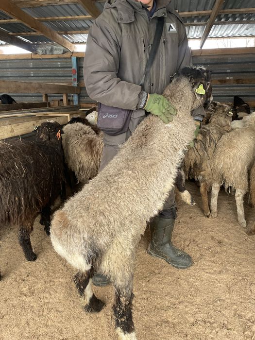 Қой тоқты бараны