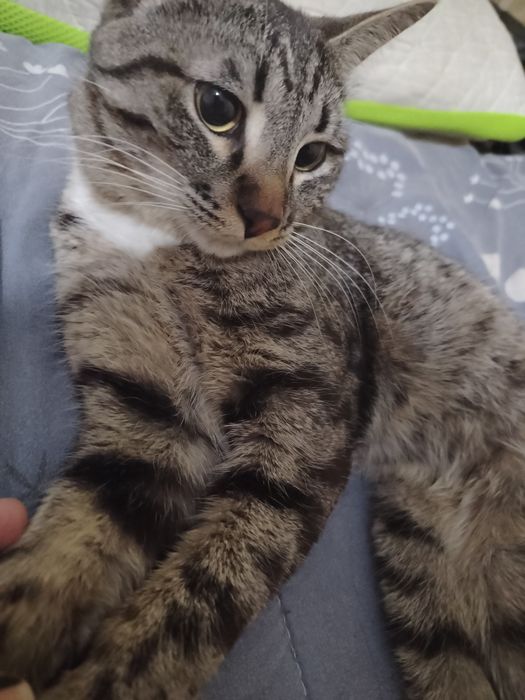 Кот в добрые руки