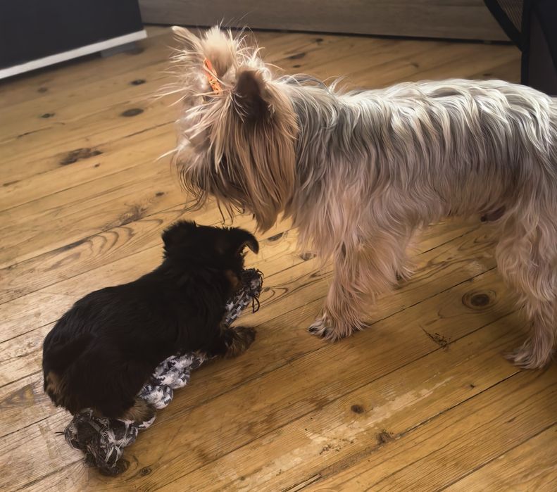 Малки сладурчета