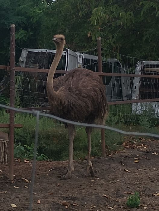 Vând o femela struț matura