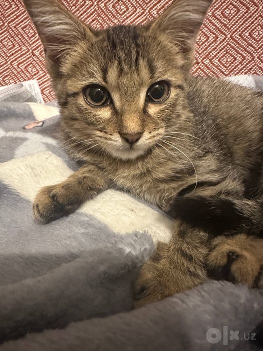 Котенок в добрые руки!